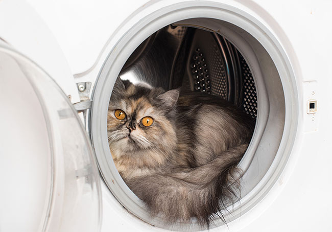 Fluffy cat with orange eyes sitting inside an open washing machine.
