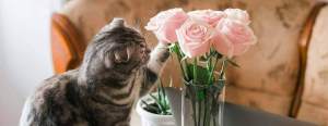Cat playing pink roses