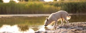 dog drinking water from a lake