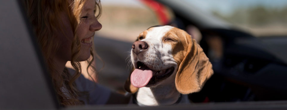 road trip with dog