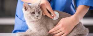 vet examining cat