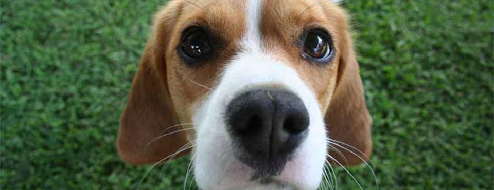beagle dog looking at the camera