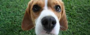 beagle dog looking at the camera