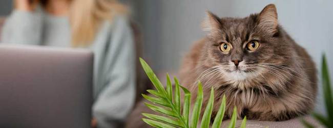woman and cat on table