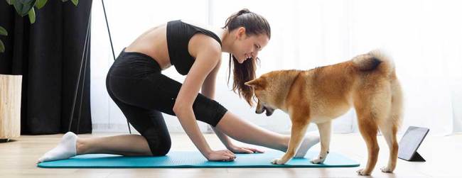Akita dog with woman doing yoga