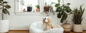 dog sitting on his bed in a living room