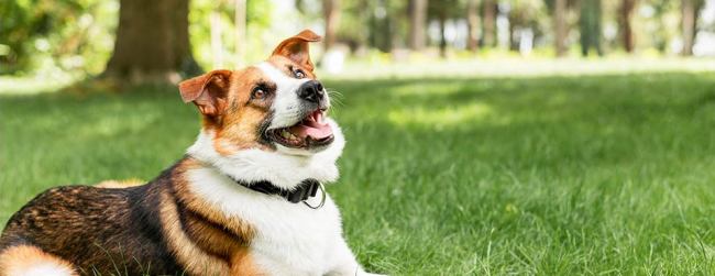 happy dog ​​lying on the green grass
