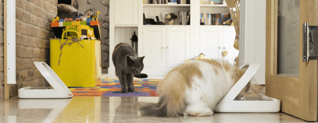 cats eating from feeders