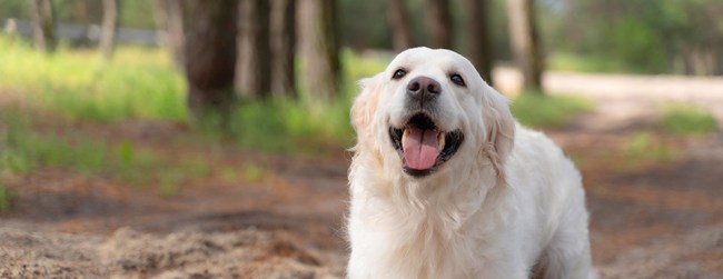 Labrador dog with tongue out in the forest