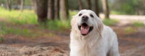 Labrador dog with tongue out in the forest