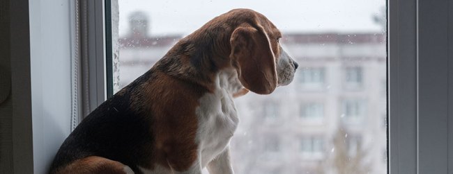 beagle dog looking out the window