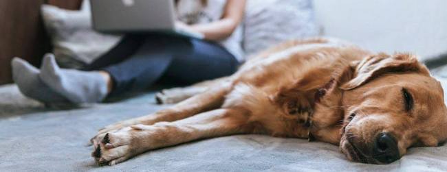 dog lying on the floor next to a woman with a computer