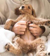 Buying dog examining health