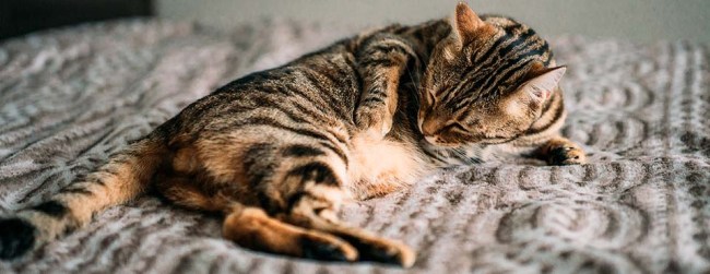 Close-up shot of sleeping Bengal cat.