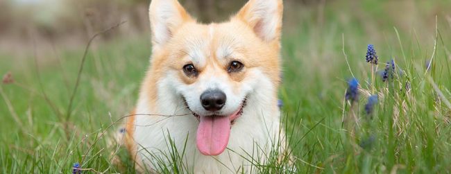dog with tongue out in the park