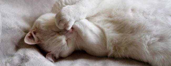 dental disease in cats