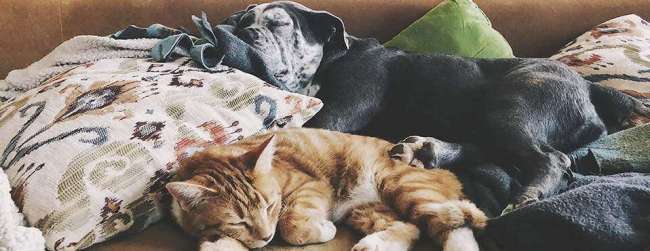 dog and cat sleeping in bed