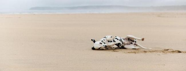 dalmatian dog on the beach