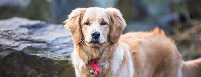 dog with red collar and bells