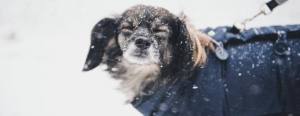 dog with vest in the snow