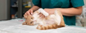 orange cat lying down vet
