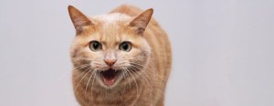 angry orange cat