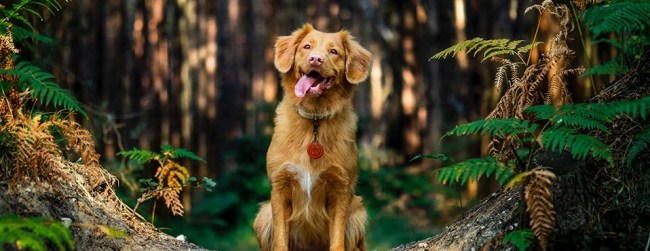 dog sticking out tongue in the forest