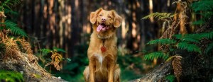 dog sticking out tongue in the forest