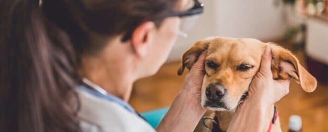 Otitis externa in dogs