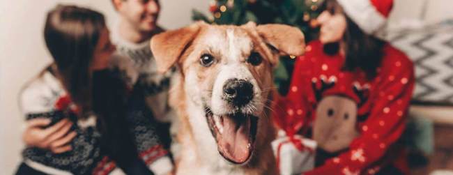 Dog at home and Christmas