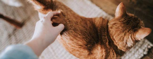 Hand touching cat hair