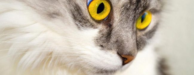 Stress in cats and yellow eyes