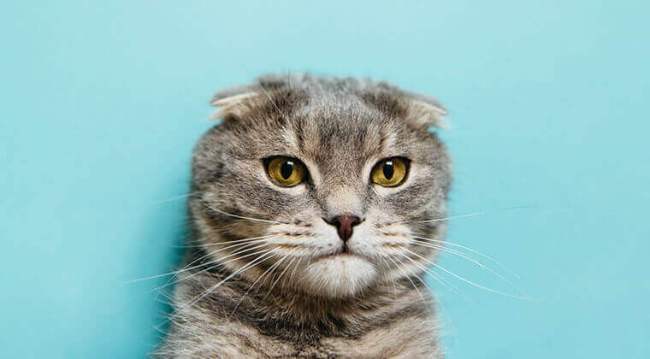gray cat with blue background