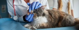 Vet checking cat's teeth.