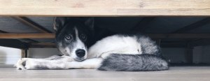 husky dog ​​under the bed